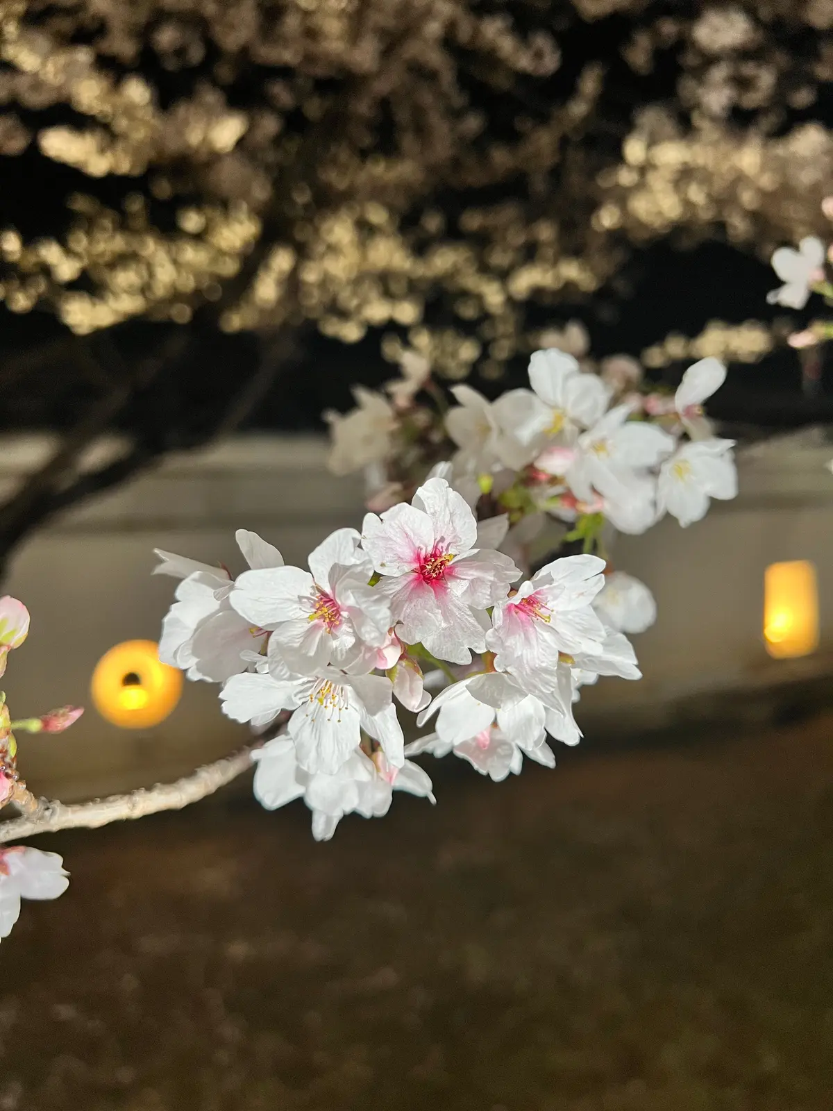 福山城の夜桜と絶品尾道ラーメンの画像_5