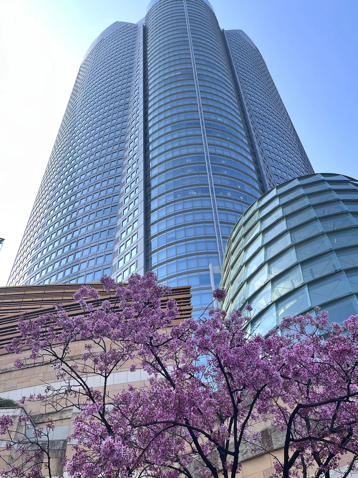 念願のお花見🌸🌸🌸の画像_17