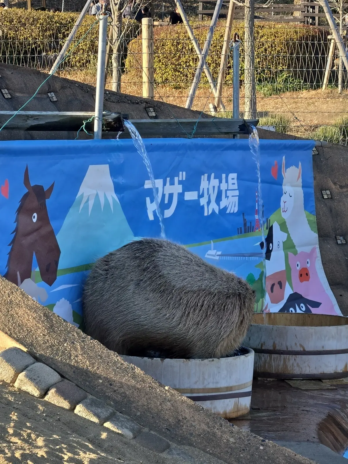 今の時期ならでは！菜の花とイルミネーショの画像_7