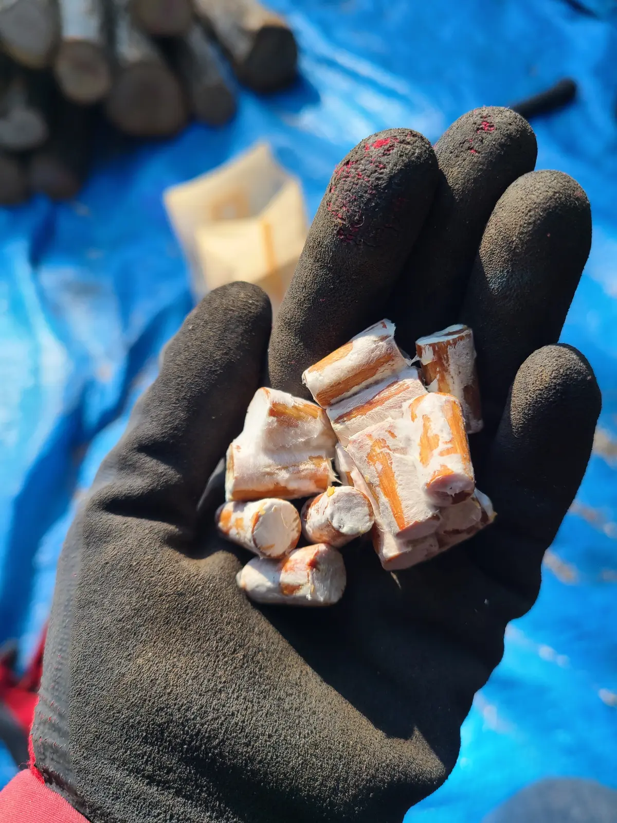 椎茸栽培！の画像_5