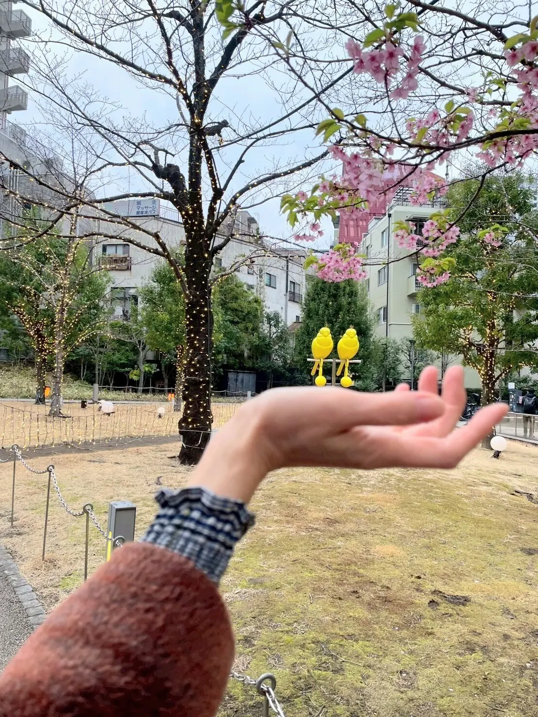 河津桜とPolly Zeus