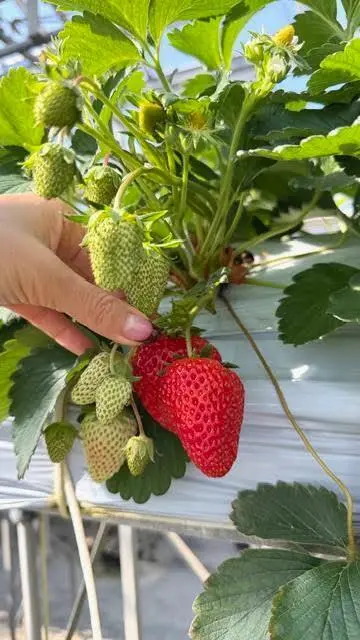 ５種類のいちごを食べ比べ