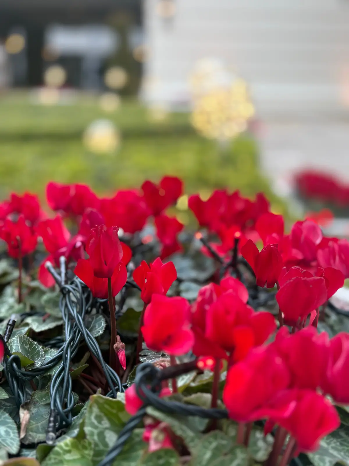 横浜で「絶景とともに楽しむ苺アフタヌーンの画像_11