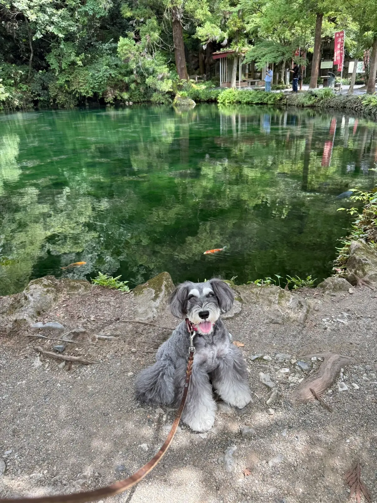 灰色の毛並みのシュナウザー犬が、緑色の池のほとりでこちらを見つめている。背景には木々が生い茂り、水面には緑の木漏れ日が反射している。