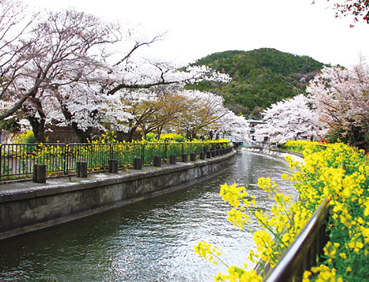 毘沙門堂の参道にかかる 安朱橋周辺は菜の花やソメイヨシノが咲き誇る 花の名所