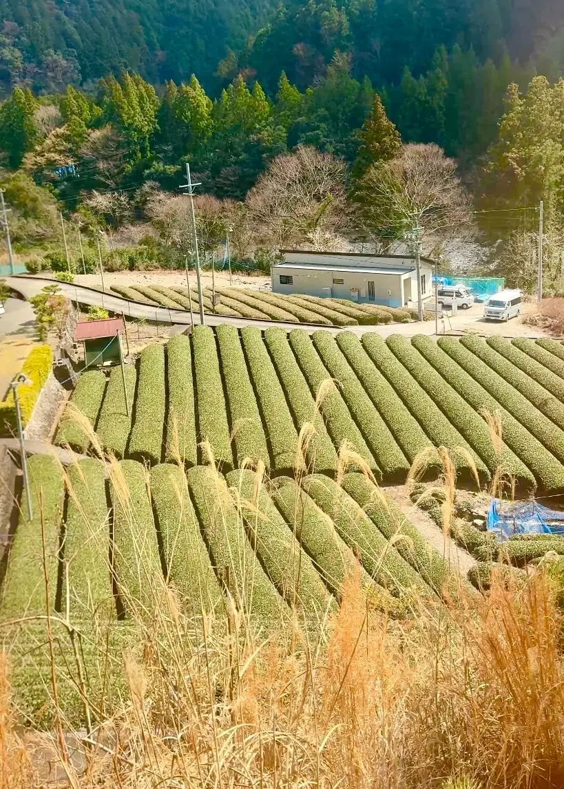 【絶景秘境】エメラルドグリーンの湖に浮かの画像_8