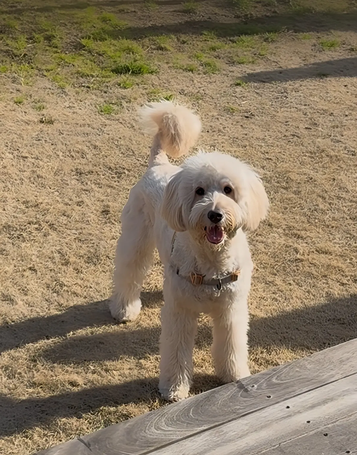 THE LAKOTANでのBBQはオールの画像_10