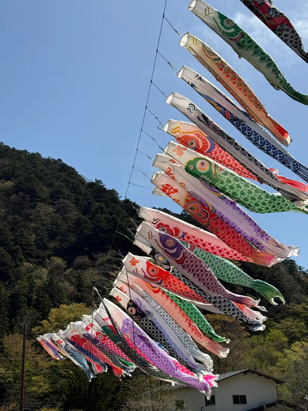 板室温泉　鯉のぼり