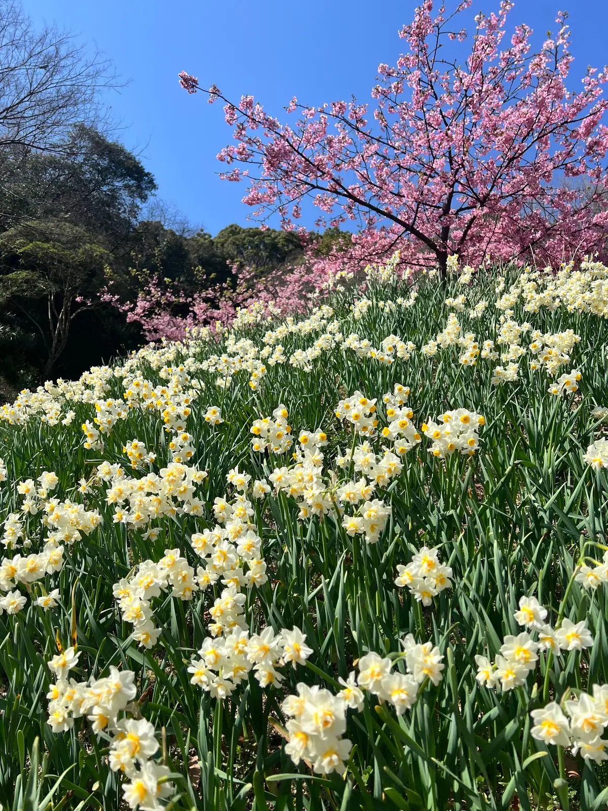 UNIQLOバレルパンツで河津桜、春の大の画像_3