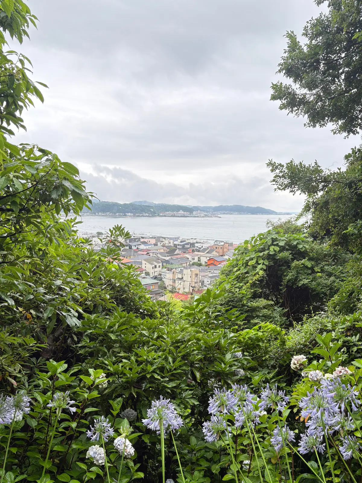 青いアジサイが茂る手前から、海と遠くの山並み、街並みが見える景色