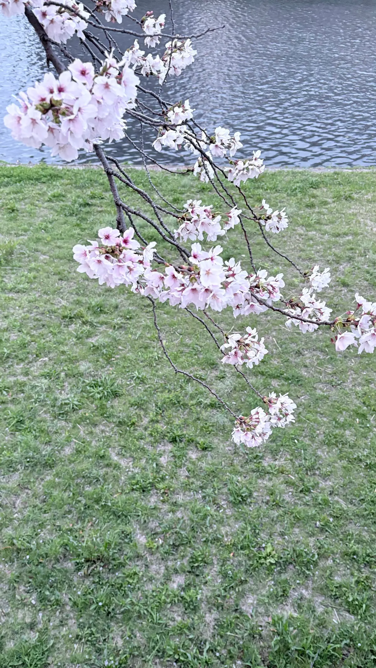 桜と青空のコントラストが美しい季節の画像_5