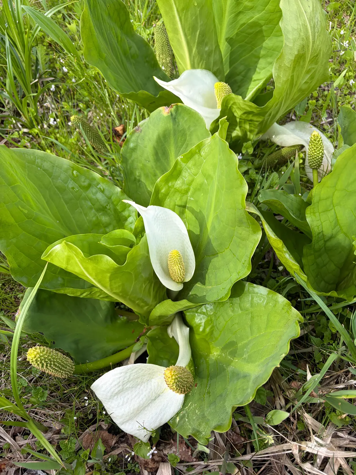 緑の大きな葉に囲まれた白い花と黄色の花茎が特徴の植物群