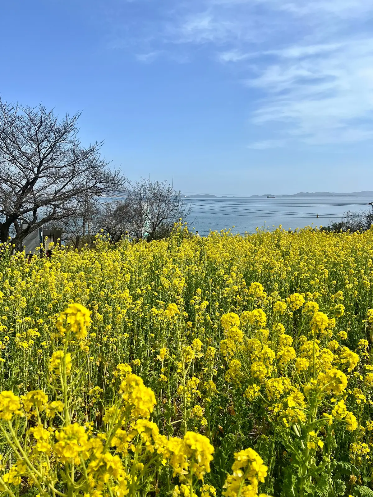 広島鞆の浦さんぽ 〜鞆・町並ひな祭〜の画像_2
