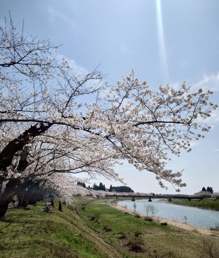 角館桧木内川堤の桜