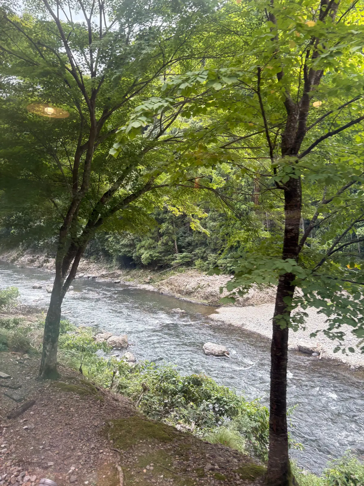 緑豊かな木々が茂る小川の風景。水面は穏やかに流れ、川底には小石が見える。左右に木々が立ち並び、背景には緑の森林が広がる。