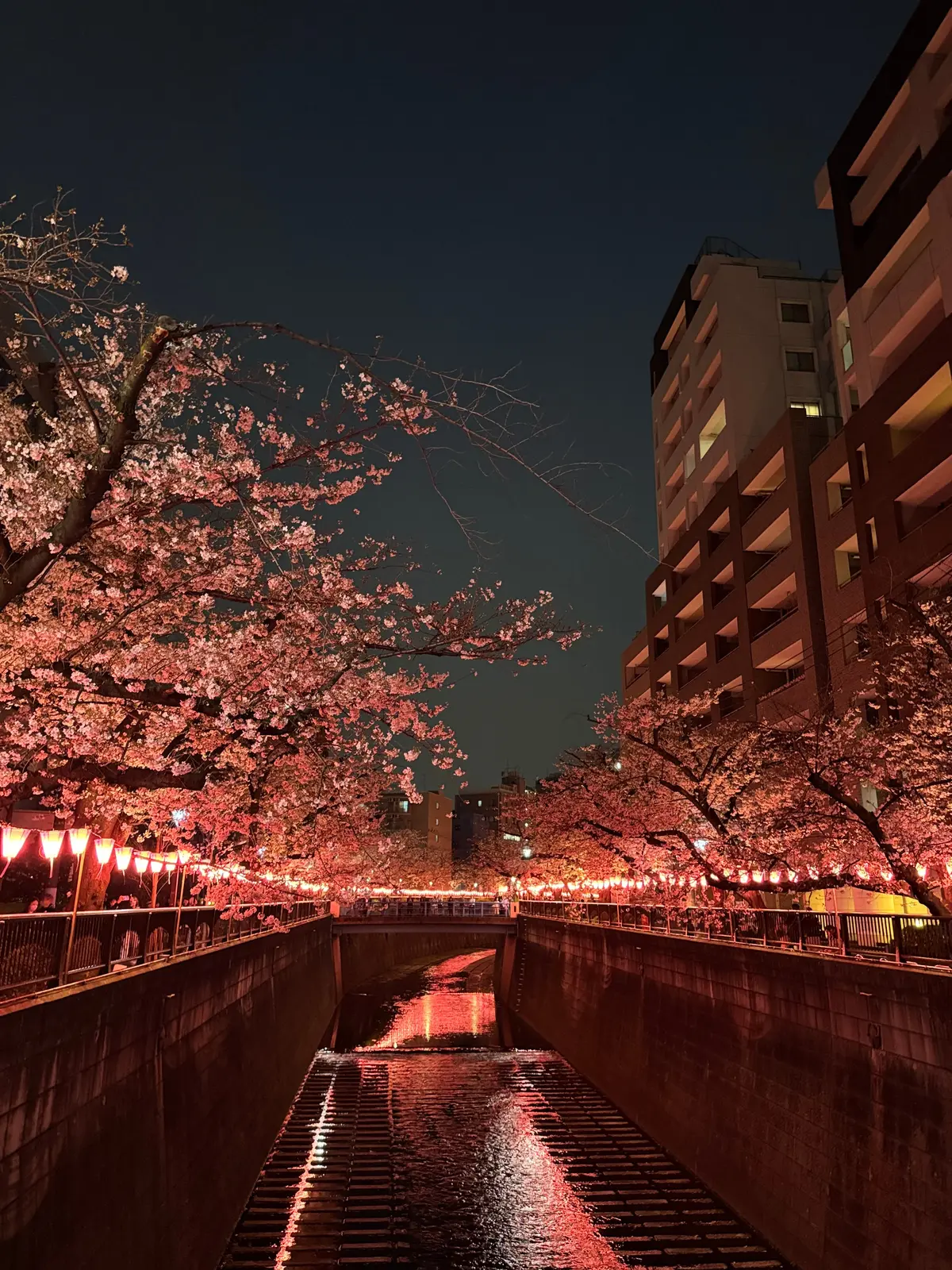 【目黒川の桜】やっぱり行きたくなる、春のの画像_2