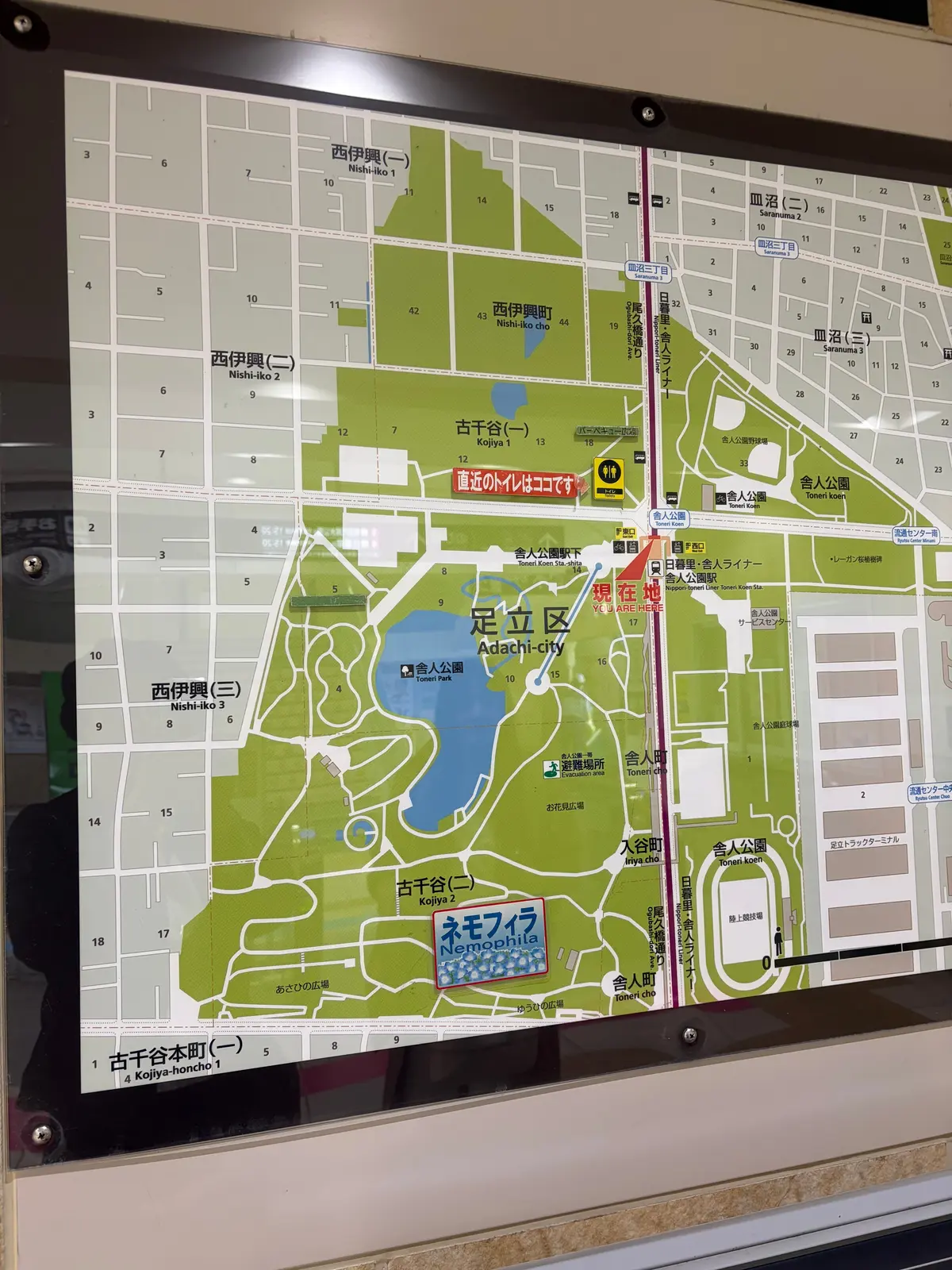 日暮里・舎人ラインに乗ってネモフィラ❀をの画像_2