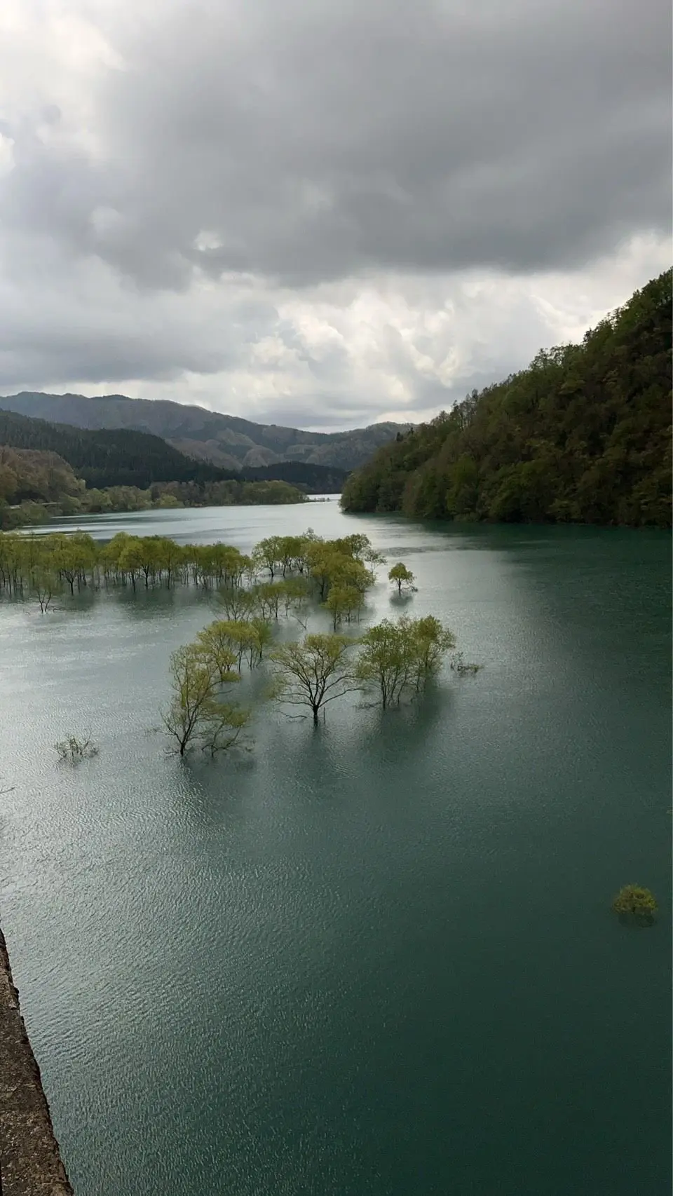 湖に浮かぶ若木の列、緑豊かな山々が背景に広がる静かな湖岸風景