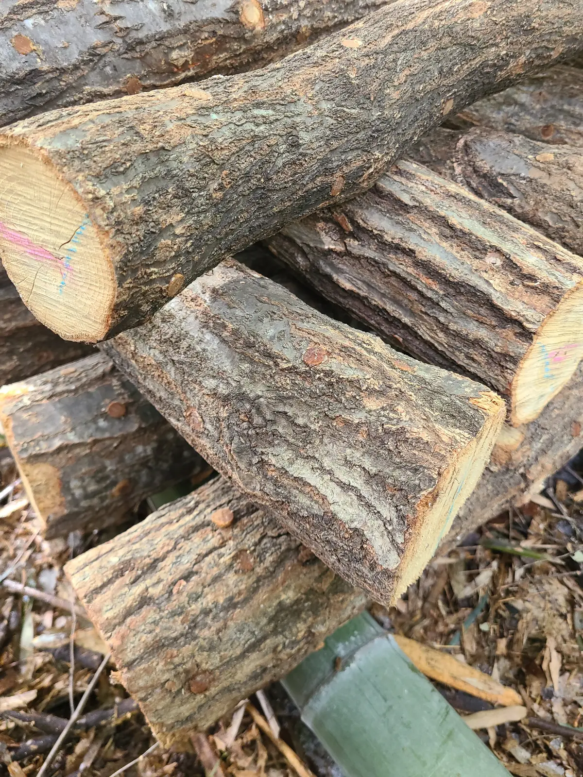 椎茸栽培！の画像_7