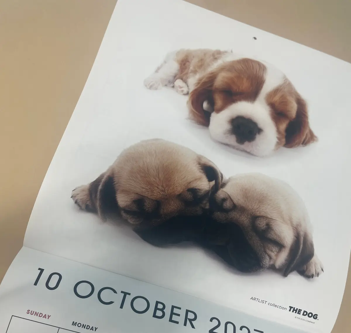 白いカレンダーの10月ページに、茶色のプードルの写真が大きく印刷されている。カレンダーには日付と曜日が記載され、右下には「THE DOG」のロゴがある。