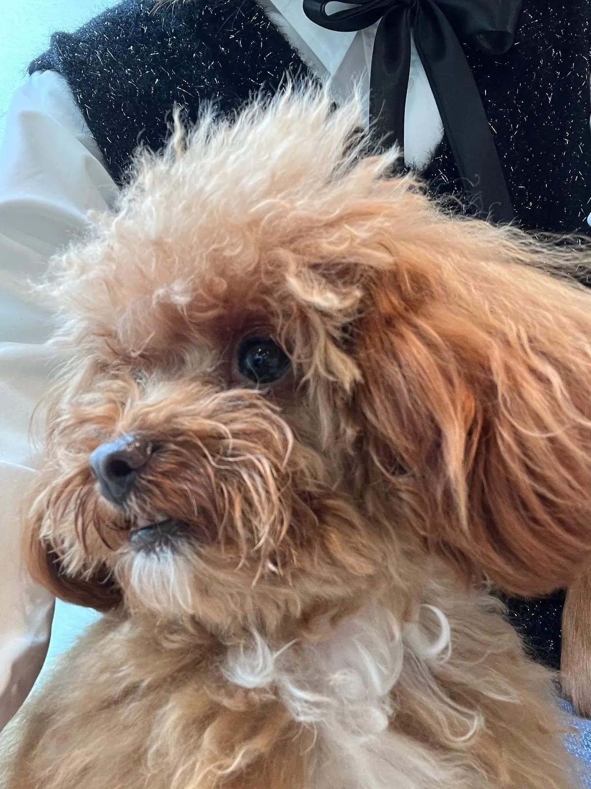 やっぱりかき氷も〝桜🌸〟＆いろいろなことの画像_14