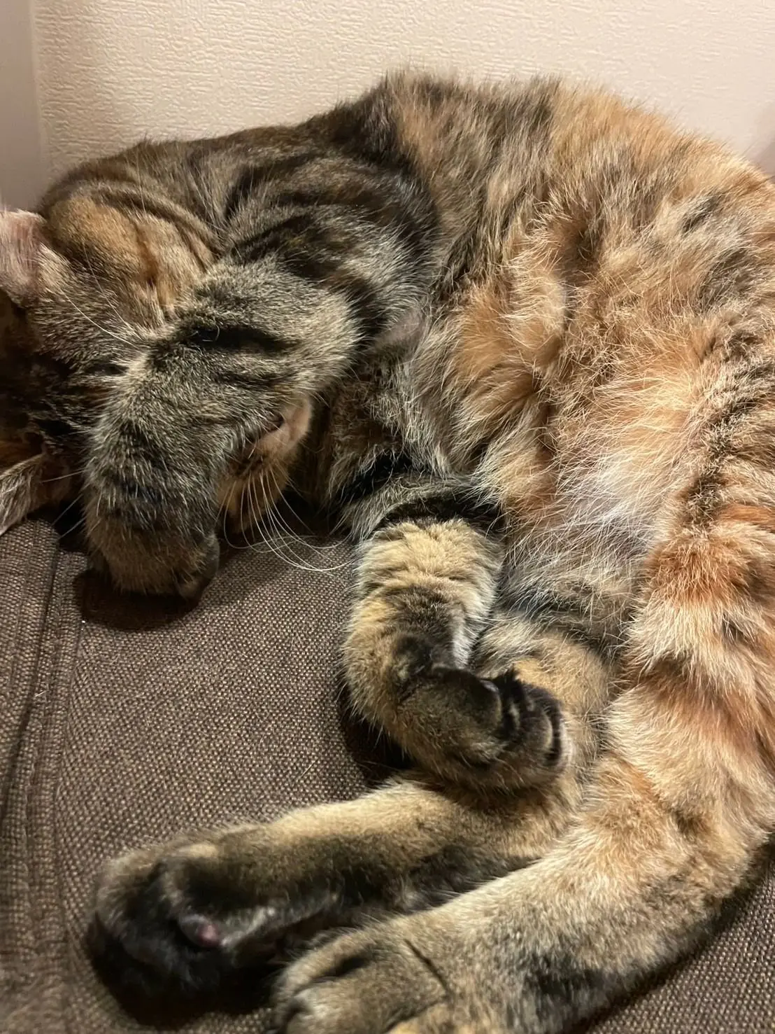 保護猫