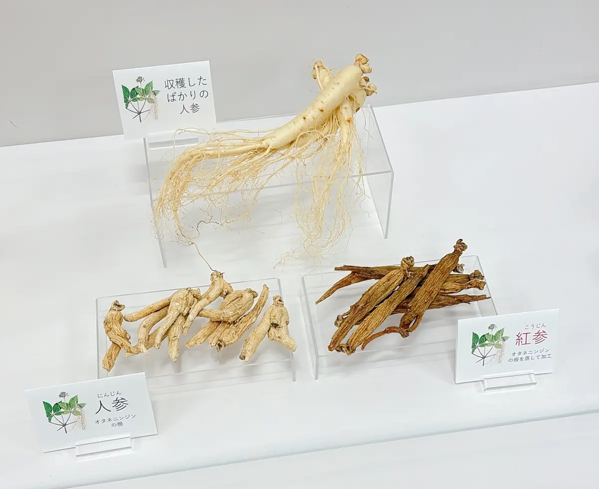 ツムラの食品ブランド「ツムラの和漢ぷらす」から発売されているGinéllia（ジネリア）　素材の高麗人参の写真