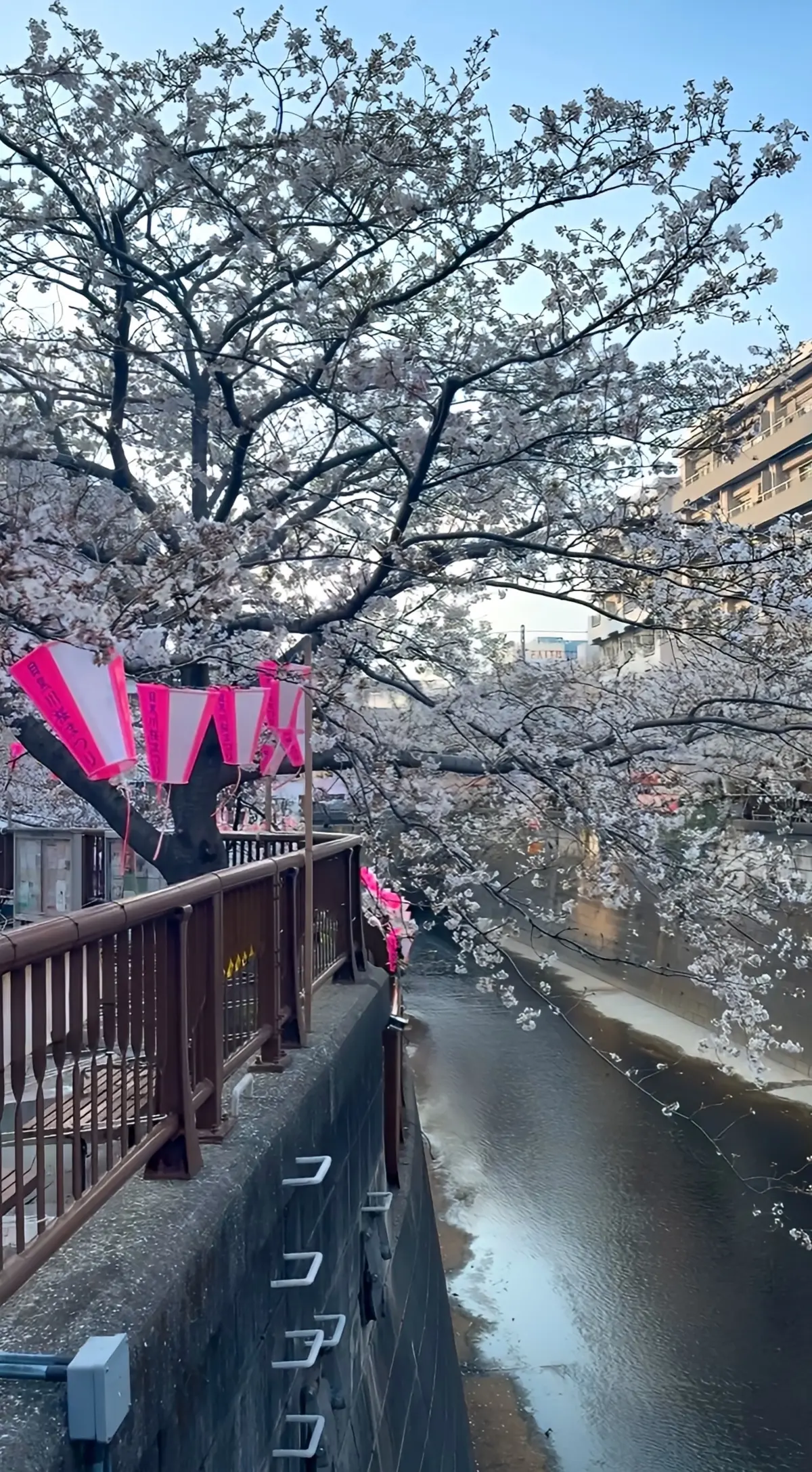 目黒川の桜名所と隠れ家カフェ　大人のリラの画像_4