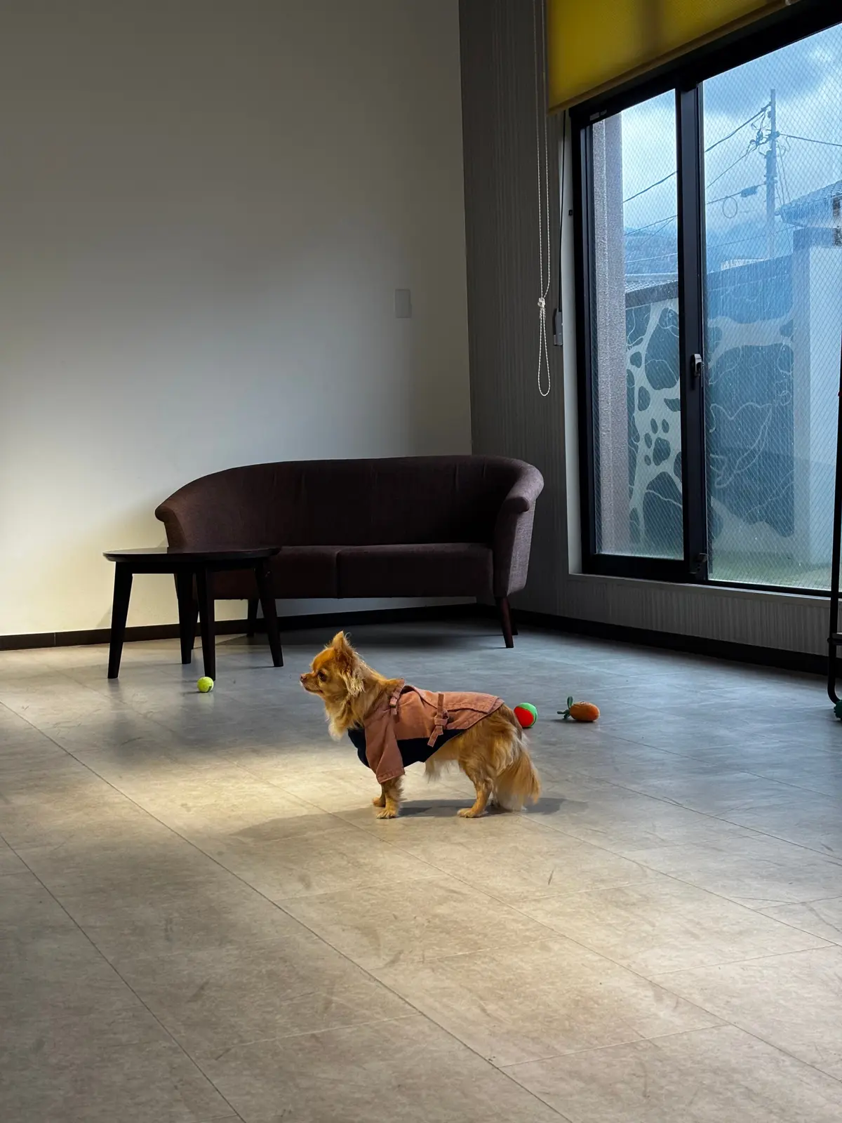 室内ドッグラン