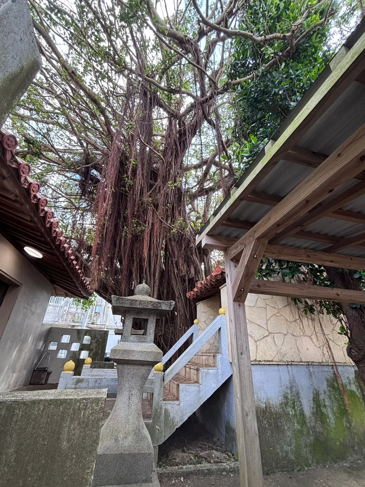 石造りの灯籠と階段、そして巨大な木の根が特徴的な風景。木は天に向かって伸び、根は建物に垂れ下がっている。背景には瓦屋根の建物と緑の木々が見える。