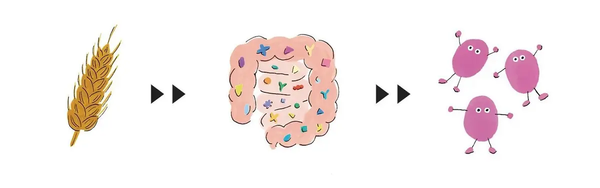 小麦が消化器官に入り、腸内で善玉菌が取り込み短鎖脂肪酸を生み出し、短鎖脂肪酸が全身によい影響をもたらす