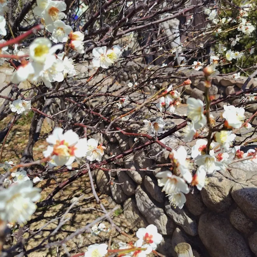 花より団子🍡の梅花見🌸の画像_3