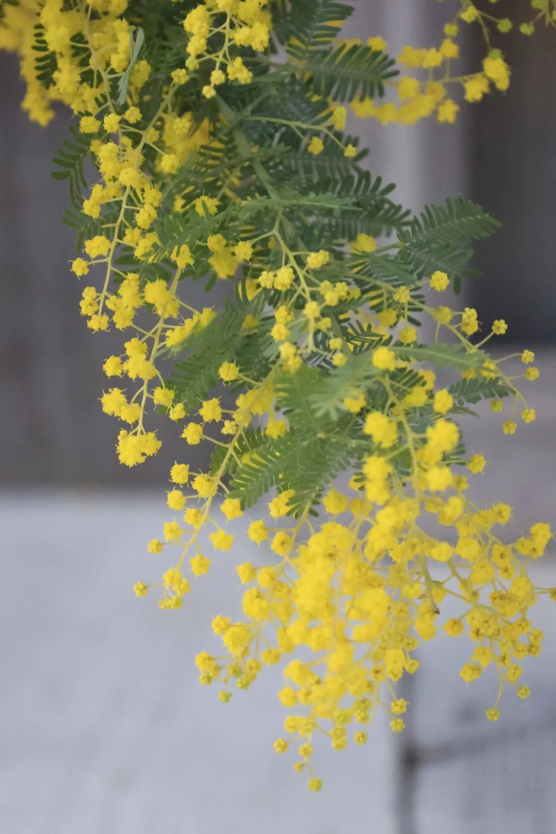 ミモザ　ミモザ国際女性デー　　花瓶　飾り方 ミモザのブーケ　 銀葉アカシア　