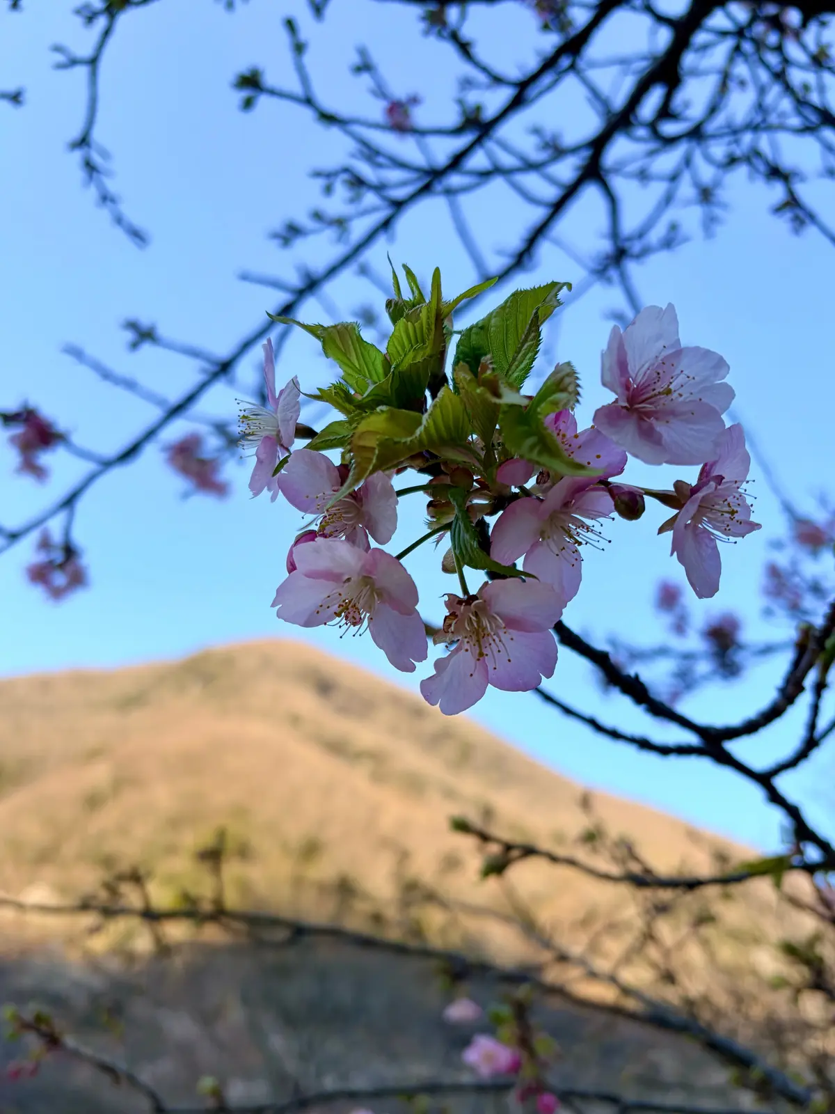春の湯河原は、4000本の梅の花じゅうたの画像_4