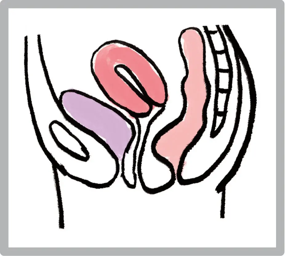 OurAge×Webエクラ　正常な子宮イラスト