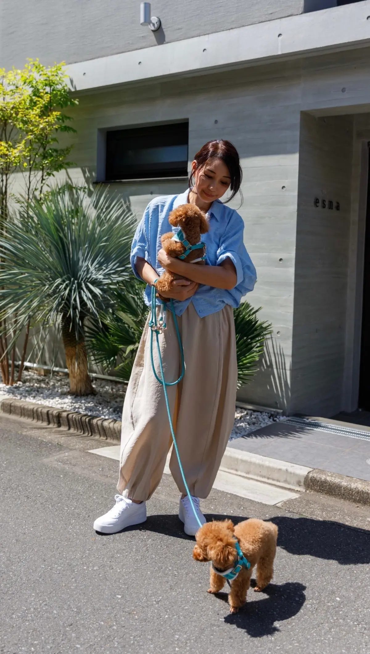 暖かな春の日差しの中で愛犬たちと歩く穏やの画像_2