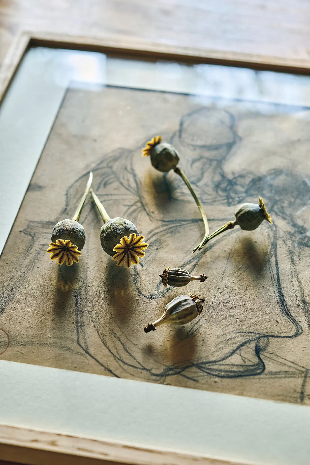 祖父がコレクションしていたドロー イングと、野原で拾って乾燥させたケシの実