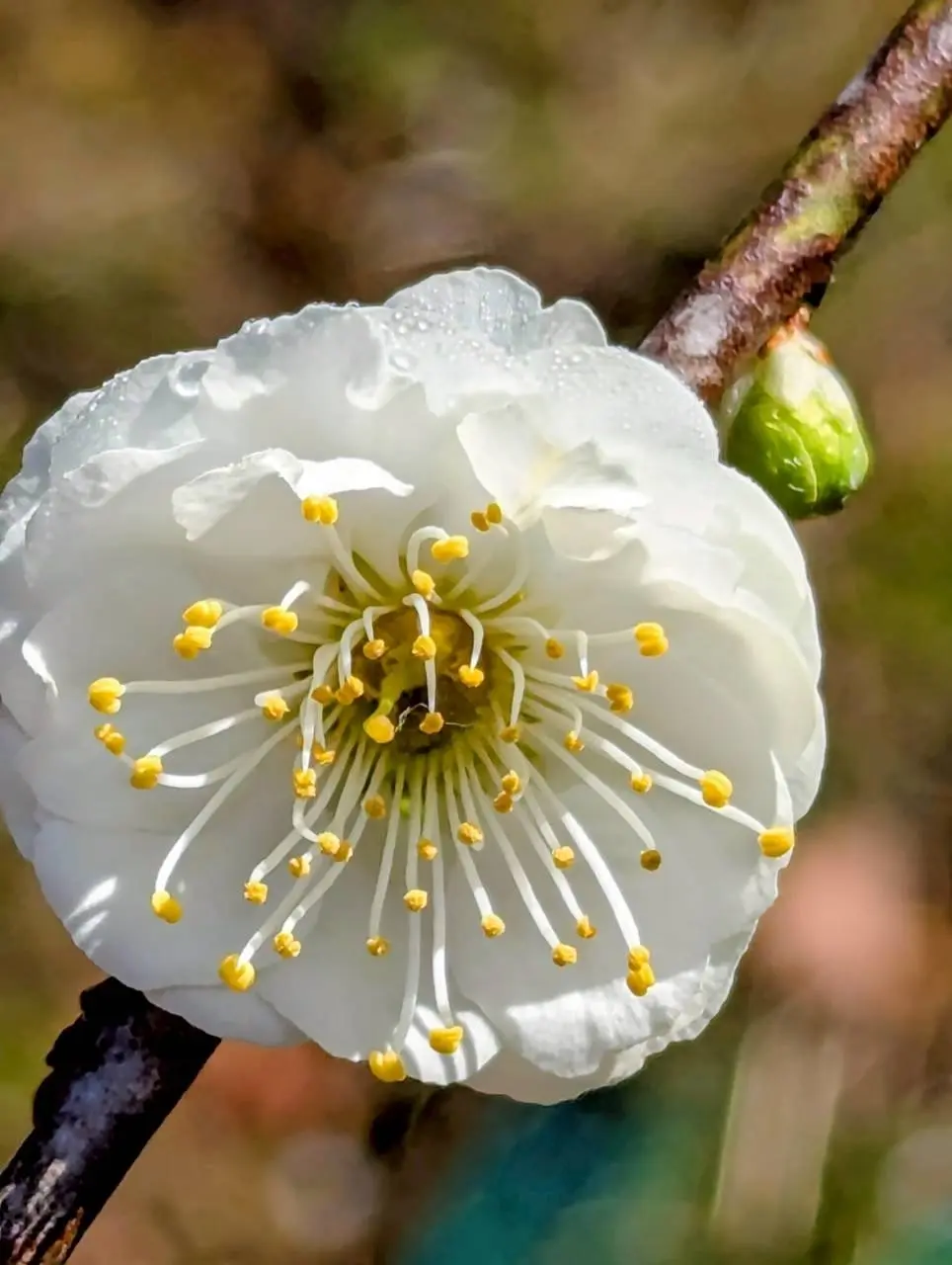 幸せ色の春！大縣神社「梅まつり」の画像_8