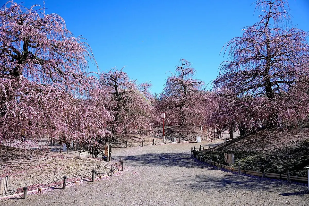 鈴鹿の森庭園の枝垂れ梅まつり