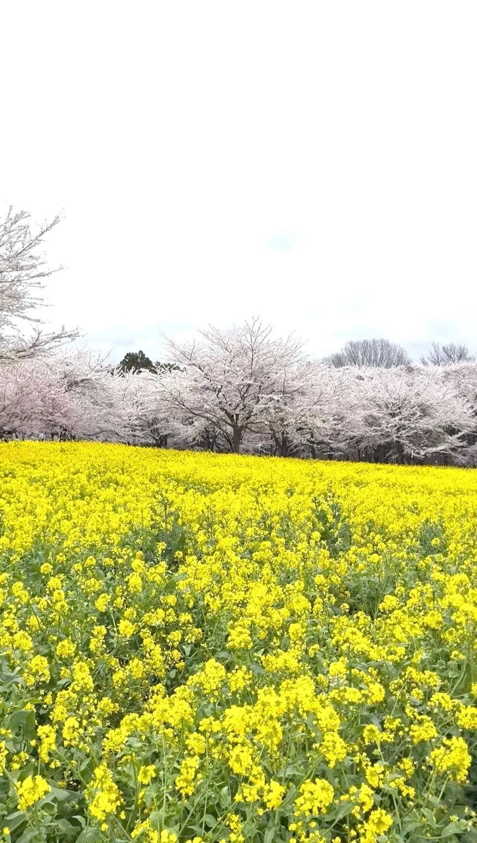 赤城南面千本桜と菜の花