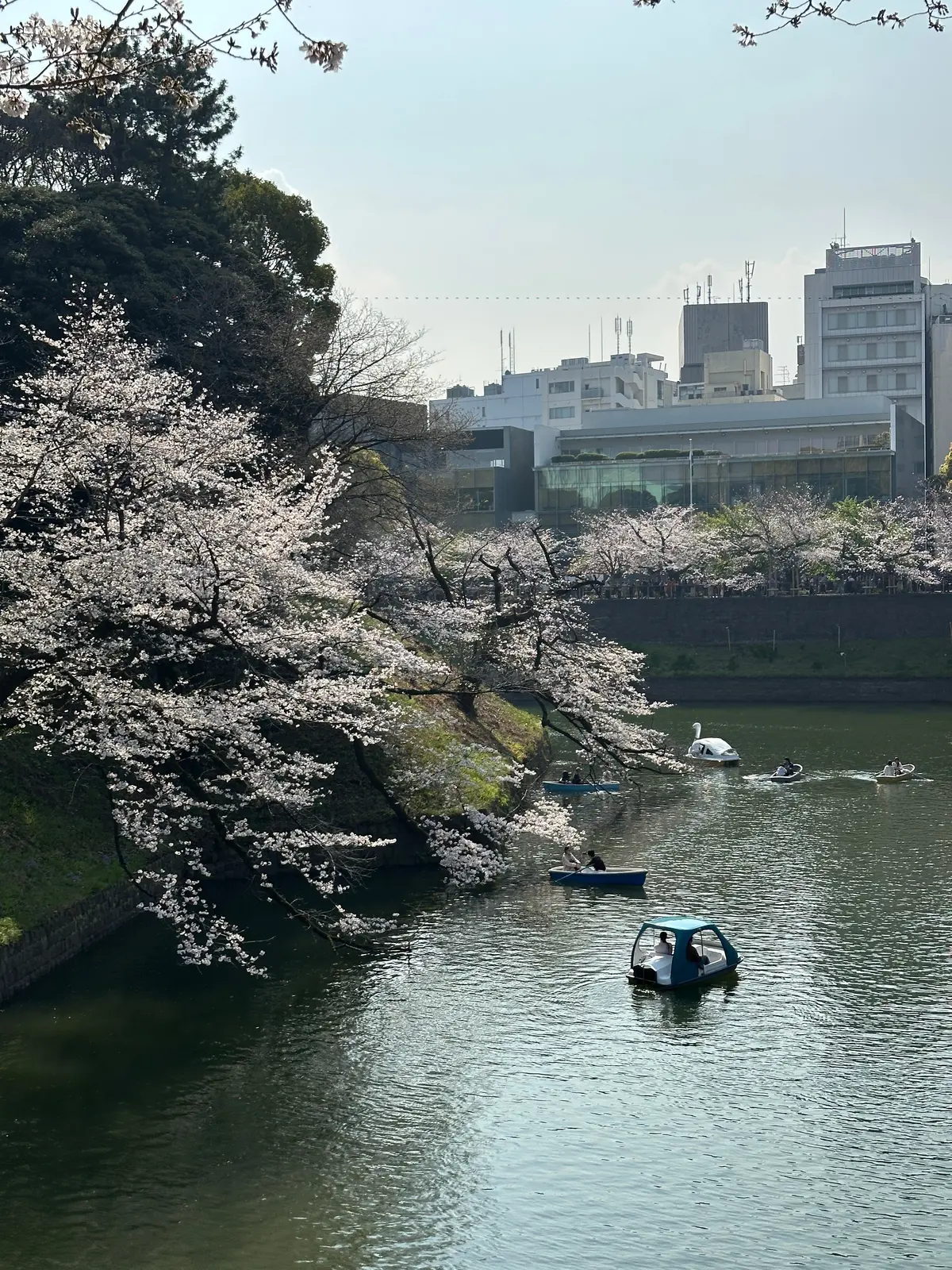 お花見　桜　九段下　千鳥ヶ淵　桜　2026　千代田のさくらまつり