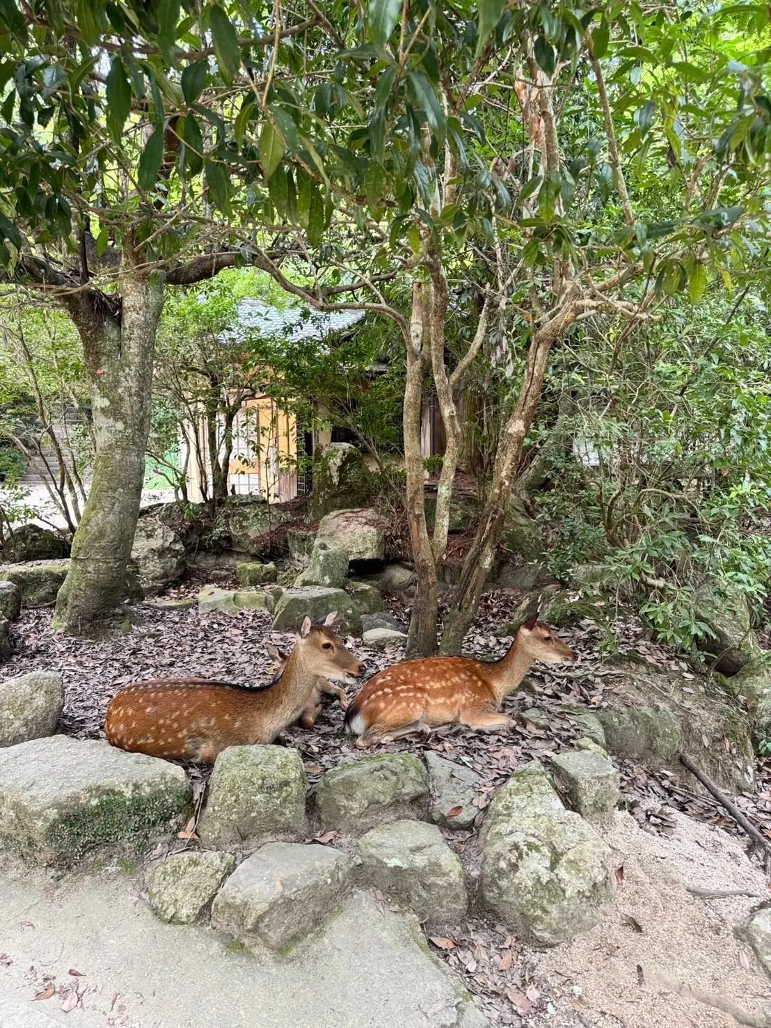木陰に2頭の鹿が横たわる様子。鹿は茶色と白の模様があり、周囲には苔むした岩や砂利が見える。背景には緑豊かな木々と建物がわずかに見える。