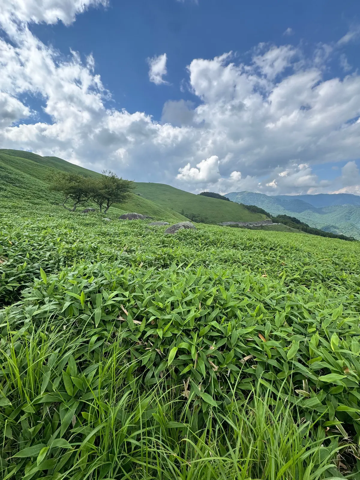 緑の草が生い茂る斜面に、木が一本立つ風景。遠景には山々が連なり、青空に白い雲が浮かんでいる。