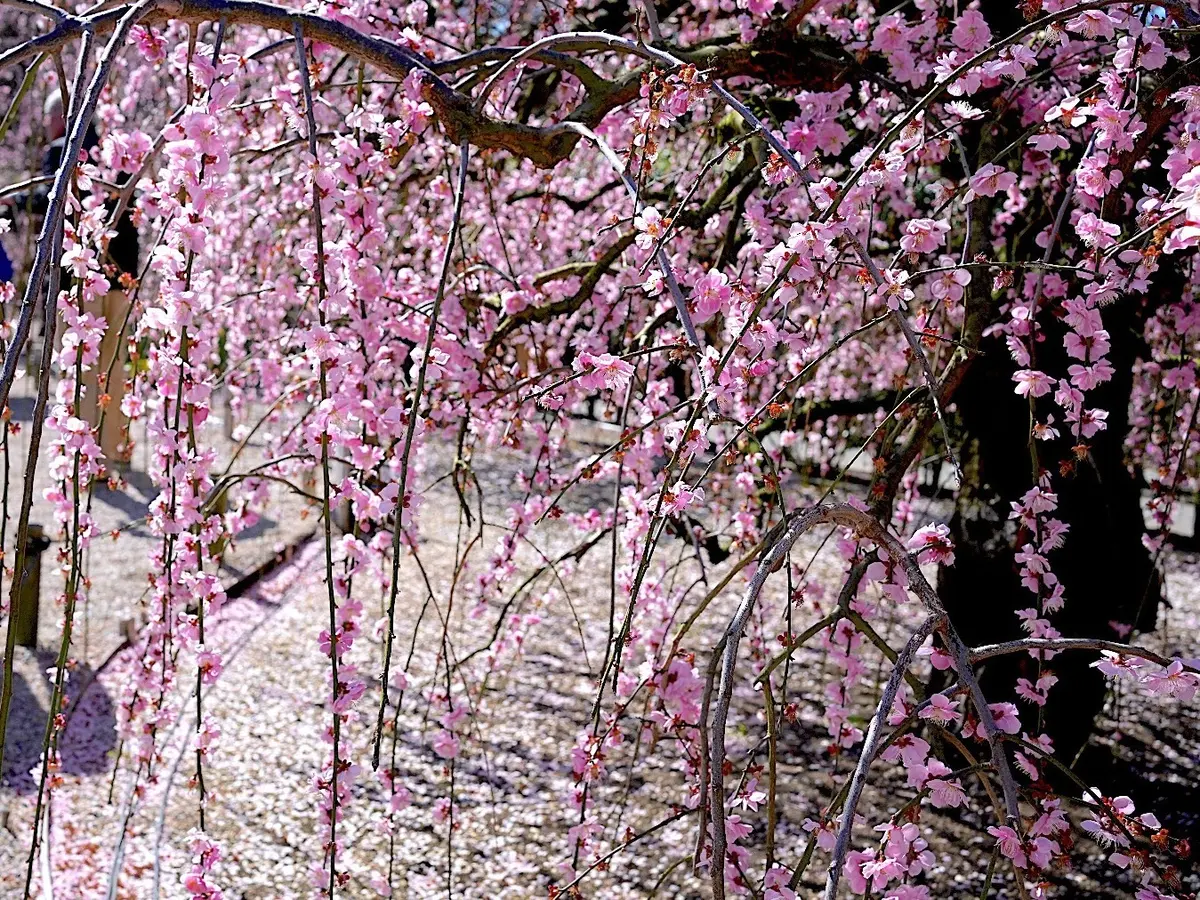 鈴鹿の森庭園のしだれ梅。