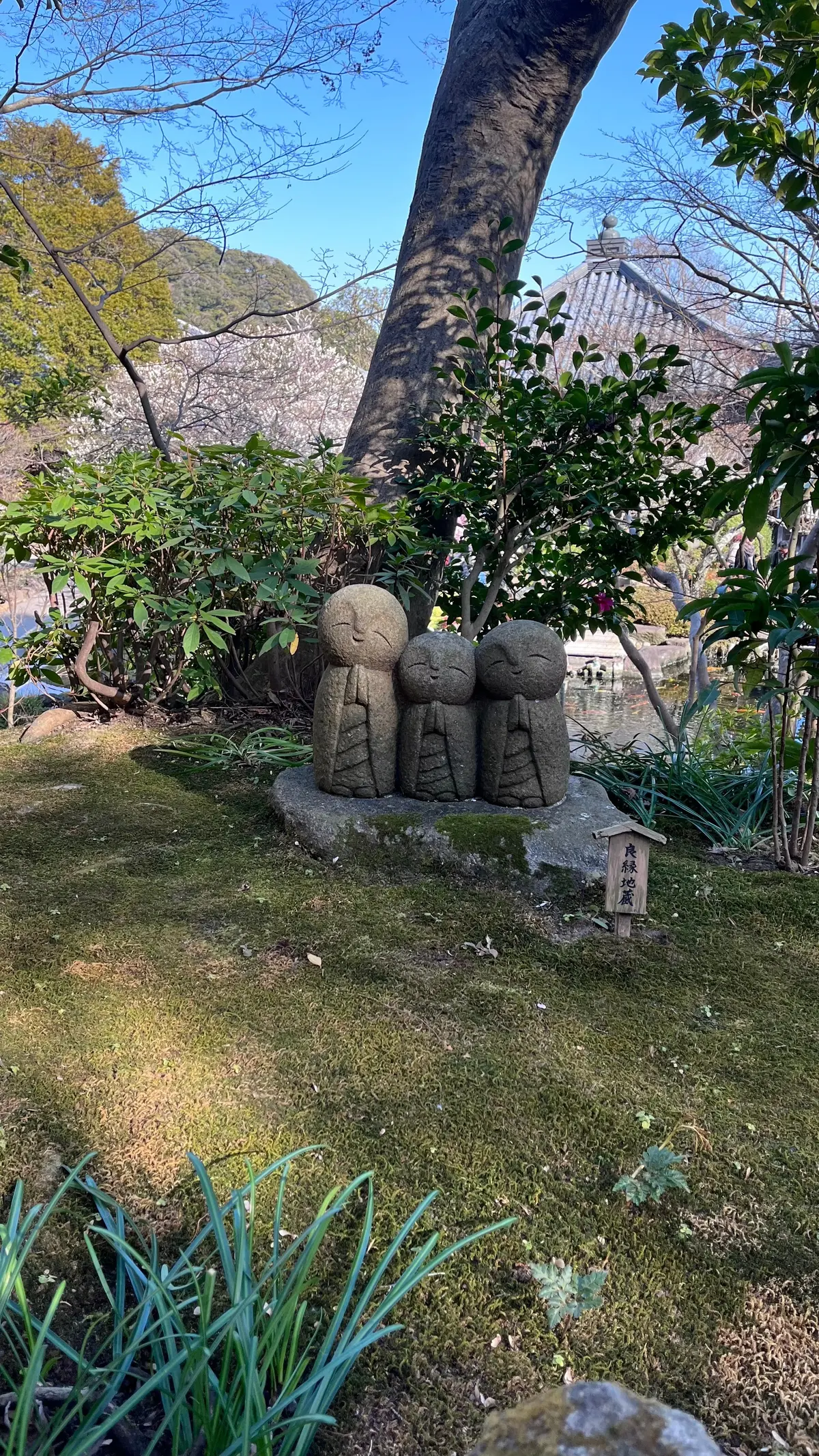 梅が見頃【鎌倉の長谷寺】と古民家カフェへの画像_4