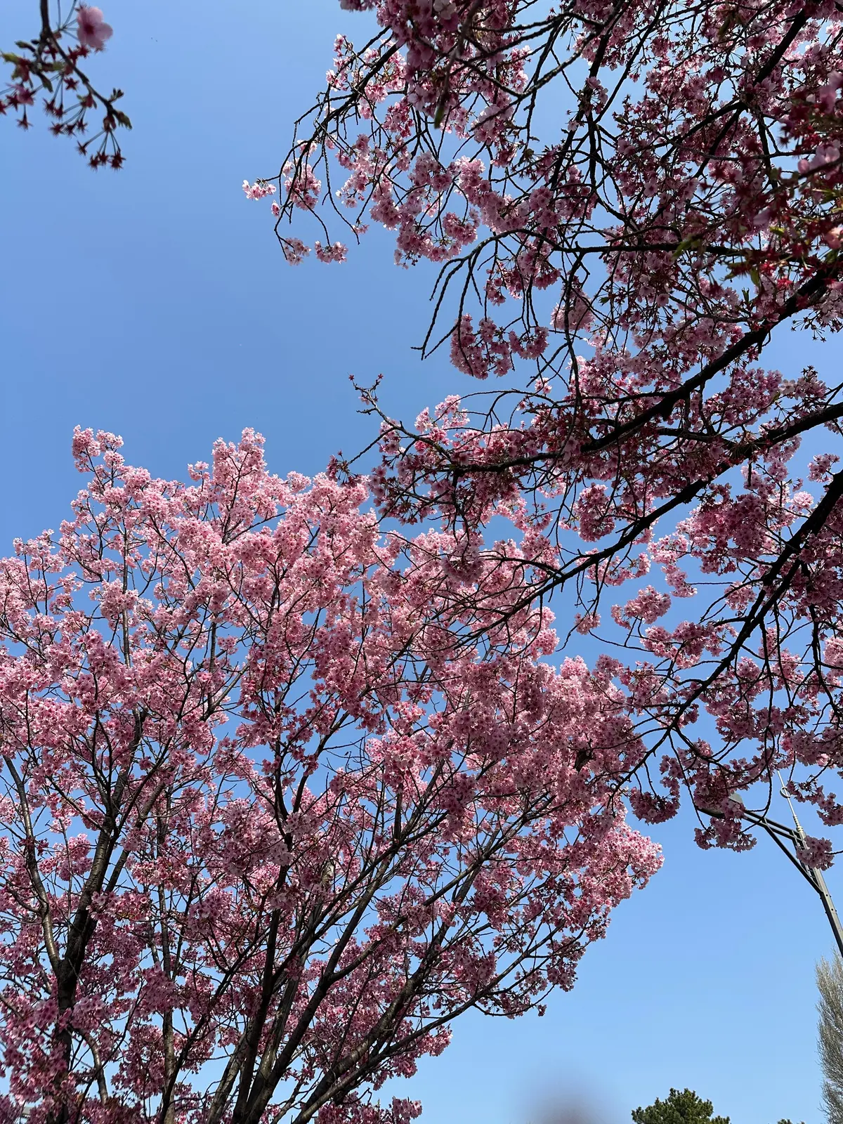 お花見　桜　九段下　千鳥ヶ淵　桜　2026　千代田のさくらまつり