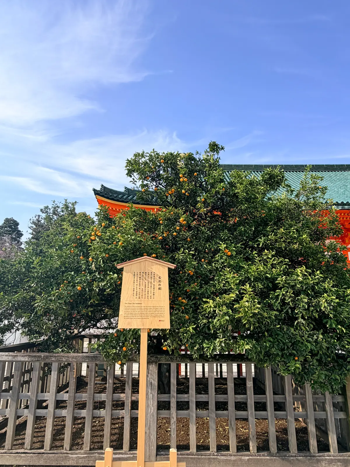 京都、桜さんぽ。満開の桜は天国のよう～平の画像_19