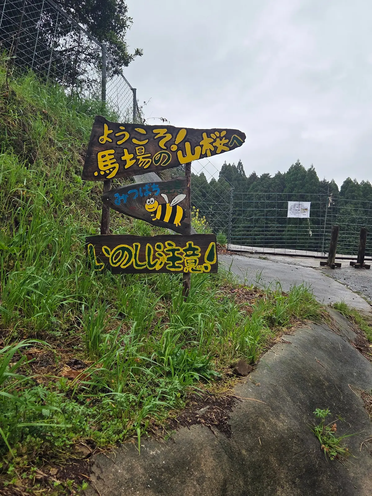 馬場の山桜と有田焼を巡る、佐賀の一日の画像_2