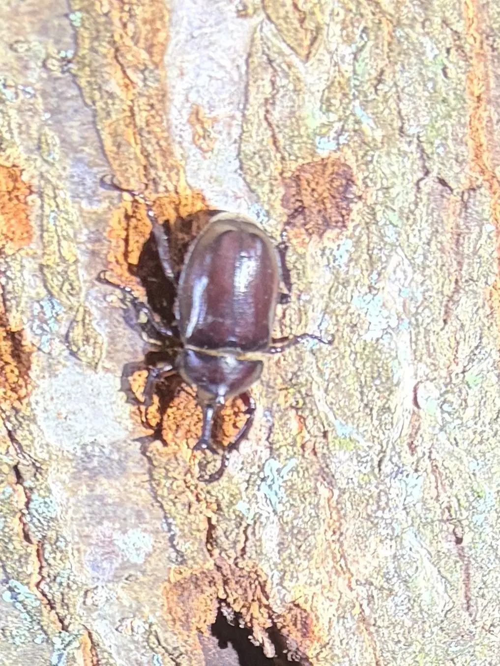木の幹に止まっている、丸みを帯びた黒褐色のカブトムシ。表面は光沢があり、前方に顔を向けている。