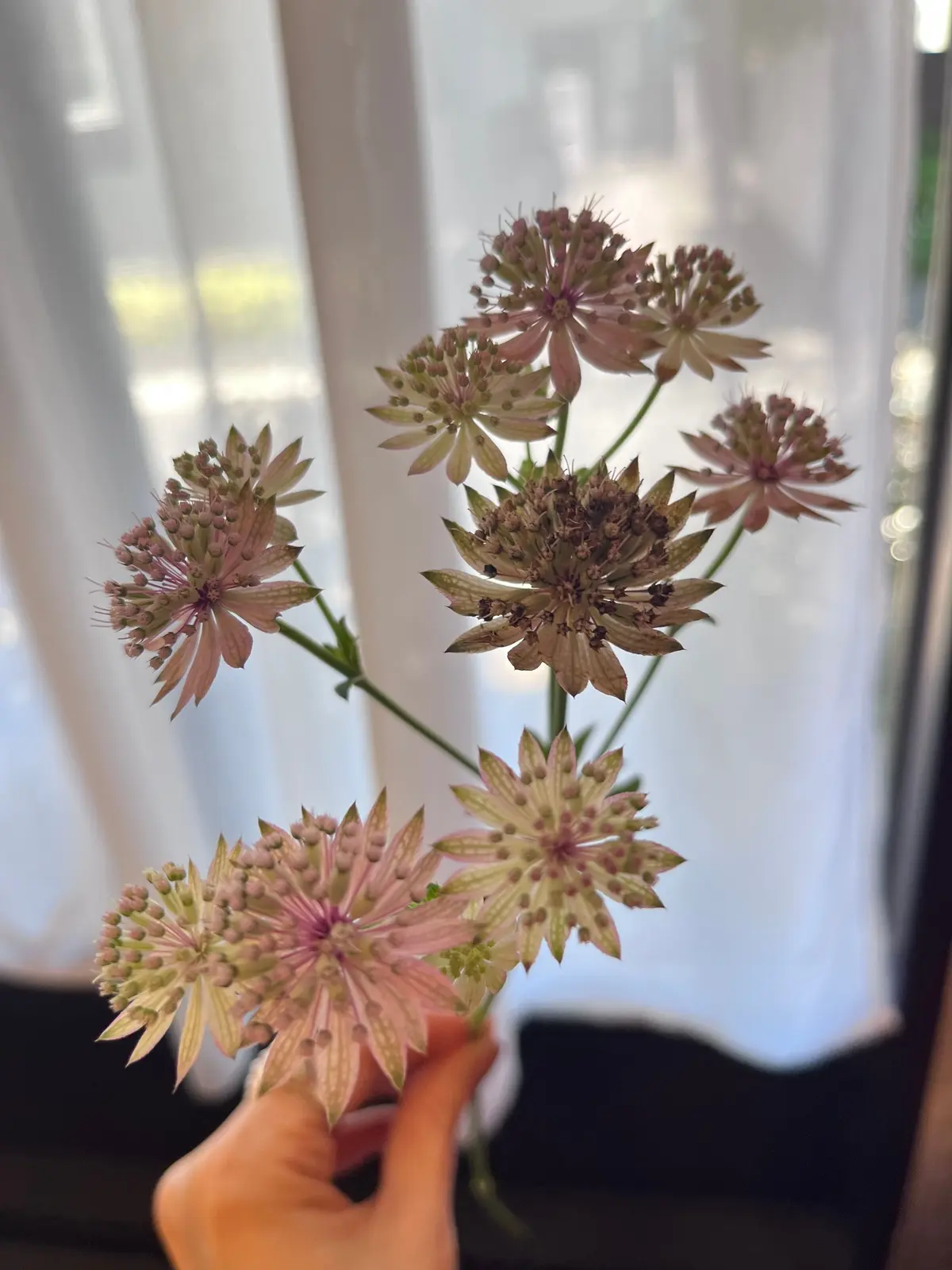 複数の花びらを持つ淡いピンクと白の星形の花が、窓の白いカーテンの前で手により持ち上げられている